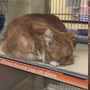 只是到寵物店買貓糧，卻意外和櫥窗裡的橘貓「對到眼」...緣分來了真的跑都跑不掉！