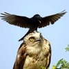 鳥界最白目屁孩，烏鴉超狂的流氓行為，證明不管老鷹還是天皇老子牠都沒在怕！