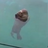 網友看到水族館的海象「漂在水上不動」本來還有點擔心...畫面拉近一看就笑出來了XD