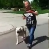 兇猛流浪狗無故攻擊女子，但是卻沒想到女子牽著的比特犬「護主心切」