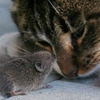 當老鼠愛上貓！這17張跨物種愛的超萌照片...每一張都讓人眼睛狂噴愛心！！