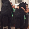 名副其實的重量級熊抱！這隻巨無霸紐芬蘭犬就是想跳到麻麻腿上抱抱！