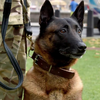 軍犬在戰場上英勇救人性命，退休後卻因「無法安置」要被安樂死...37萬人連署集氣救英雄！