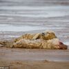 小海豹被遺棄成孤兒，獨自抱著同伴屍體取暖的畫面...攝影師難過到邊拍邊淚崩！