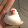 「首先你要有一隻鳥...」網友分享鍛鍊小指的方法，真的讓看的人全笑噴！