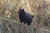 偶遇一隻大大大黑貓，網友看到驚呼：「原來黑色顯瘦是騙人的啊！」