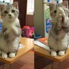 小貓無時無刻都肚子餓，所以偷學了「拱手作揖」拜託拜託...讓人不給他吃都難啊！（影片）