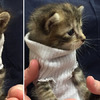 「敢養貓你就試試看!!!」一個月後媽媽竟然幫貓咪織毛衣，態度超反差讓人笑噴！