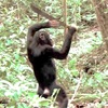 拿開山刀的烏干達「砍人黑猩猩」，據說是被人類給刻意訓練出來的
