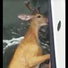 「你不應該在這裡吧！！？」他們開船出海釣魚，沒想到釣上來的卻是一頭...鹿？！