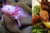 「可愛寵物變成料理」日本超人氣食堂「珍獸屋」專門引起爭議，賣你想像不到的食物