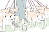網友分享帶十隻柴犬出門散步，遇到牠們不想回家時...爆笑畫面讓人笑噴！