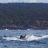 意外發現竟一隻海豹在努力學衝浪！仔細看牠的「衝浪板」...你有考慮人家的感受嗎XD