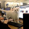 公司的貓擋在同事電腦前吸引注意，但發現自己被無視後...居然不講理的跳上人家的大腿XD
