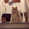 比平時晚回家，打開門發現三隻貓咪坐在樓梯口等我！牠們的眼神...下次真的不敢晚回家了！