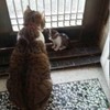 多領養一隻小貓給家裡那隻胖主子作伴，幾個月之後...原來肥胖真的會傳染