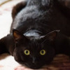 「打開電毯後，喵皇就壞掉了！」黑貓下一秒爽到「懷疑喵生」...真的超爆笑！