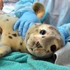 志工忙著幫小海豹進行檢查，牠卻在手術台上「淚眼汪汪」的模樣...眼淚都快掉出來啦！