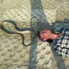 男孩覺得「劇毒」眼鏡王蛇是他的朋友，但被蛇親一下後，網友：「R.I.P.」