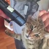 男子威脅明星，如果不轉發他推特發文，就要對自己貓咪的頭「開槍」