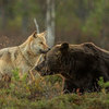 看到這隻灰狼走進大黑熊，原本以為會有一場惡鬥，沒想到接下來發展那麼的溫馨！