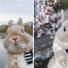 兔兔跟著主人看日出爬雪山賞櫻花，愜意的兔生讓人邊融化邊羨慕！