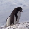 觀察生態卻拍到的企鵝「犯罪」的一刻，研究人員跟網友除了笑歪還被萌翻了ＸＤ
