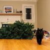 「別再讓我看到你立起來！」黑貓弄倒聖誕樹後帥氣離開現場...引起網友瘋狂修圖XD