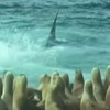 1隻飢餓的殺人鯨對上200隻海獅，網友看完表示：「這根本殺人鯨無雙」