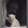 看到小北極熊好興奮，原本想靠近一點拍照！但看見陰暗處的那張臉...