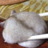 「發現芝麻湯圓！」養了鼠寶後每天都被療癒到，這些鼠寶真的太爆笑太可愛啦！