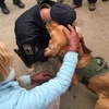 搜救犬執行任務時跌入山谷，「上百名」警員出動搜尋：「牠不光是隻狗，更是我們的隊員」