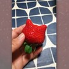洗草莓意外發現一顆「貓咪草莓」...PO上網才發現原來數量那麼多呀！