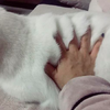 主人把手放到白貓身上...竟然就成了「化骨綿掌」！？手一拿開真的讓人笑翻啦！