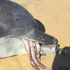 民眾發現「海豚咬著章魚」在發呆，結果仔細一看...當場差點被嚇傻！！(附影片）