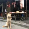 流浪狗每天都到肉攤前坐着：大家以為牠是討吃的，老闆卻說「牠是來報恩！」