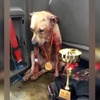 為了贏得比賽獎金和面子而不惜犧牲愛犬，可憐「狗王」完全沒有王者風範：「為了活下去，我不能輸」