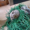 這隻小海豹意外被魚網纏住了脖子，而當被解開桎梏後牠露出了燦爛的笑容！