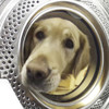 這隻黃金獵犬在洗衣機內探頭探腦，接下來牠要做的事包準你跟著融化！
