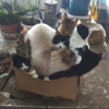 天氣好冷...一個紙箱就能種出一坨貓，但萬一身上坐了一個胖子...底下兩隻貓臉臭到「懷疑喵生」！