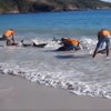 當發現一大群海豚被海浪沖上淺灘，海灘上互不相識的遊客立刻跳進海裡...這會面太美了！
