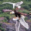 王者老鷹對上搶匪海鷗，攝影師捕捉到「空中霸王」的殘酷對決！