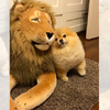 小博美以為獅子是他男友狂撒嬌，但玩偶不會動呀！最後撒嬌不成還生氣，7pupu太可愛啦！（影片）