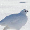 鳥寶在雪地上跑，低頭一看牠的腿，網友全融化！是流蘇一般的雪白毛腿阿！