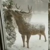 家裡的鹿一早就乖乖在院子吃著早餐呢...不對！我怎麼可能養一頭鹿呀！