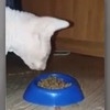 這隻貓正準備吃碗裡的飼料，但等牠張大嘴巴...立刻引起網友瘋狂討論！