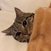 「要不要一起睡～」小短腿貓蓋毯毯窩沙發，下一秒愛睏直接「躺平」...可愛模樣讓人好想加入！