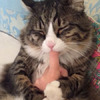 貓咪雙手抱住主人的手指狂吸，邊吸邊享受到雙眼緊閉的模樣真的超可愛！（圖+影片）