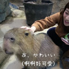 神戶動物園讓你「水豚摸到飽」！意外發現水豚君最喜歡摸摸的地方竟然是屁股，燦笑超像酒醉大叔ＸＤ（影片）