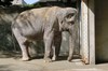 全世界最孤獨的大象寂寞生活了60年，終於在最近解脫了⋯⋯因為她，去世了。